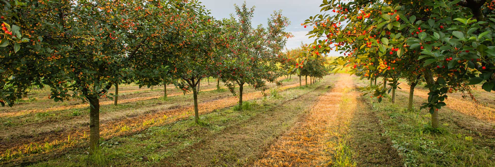 Cherry orchard